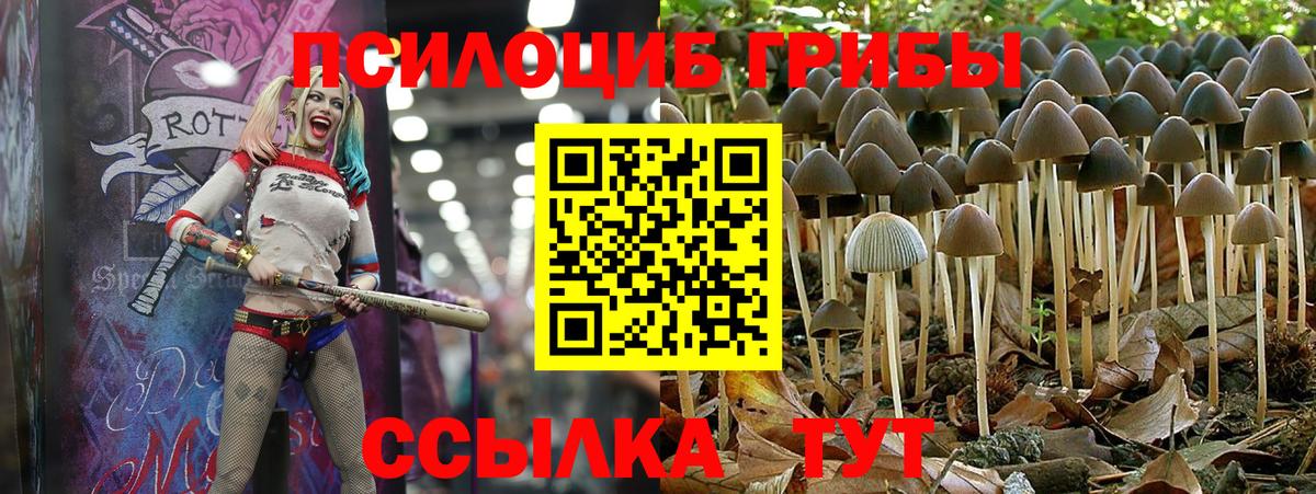 Псилоцибиновые грибы Psilocybe  Вход с VPN  Рязань 